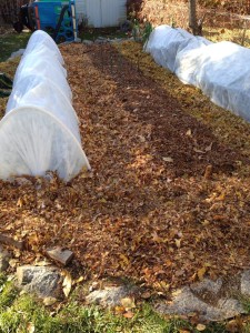 Shredded leaves keep soil in place, add nutrients to the soil and make a great, soft path material to keep weeds down. You can even alternate leaf-variety for patterns.