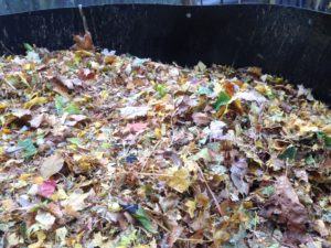 Leaves, glorious leaves. Free mulch, nutrients and carbon-rich compost material, conveniently bagged and easily accessible in your neighborhood!